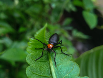 Close-up of fly on leaf