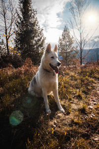 Dog looking away on field