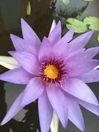 Close-up of purple flower in pond