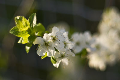 Close-up of white flowers