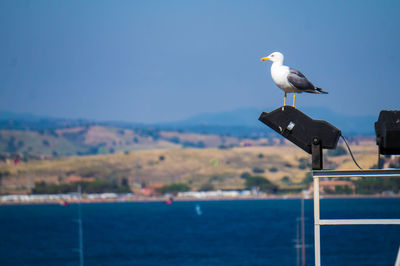 Seagull perching on shore against sea