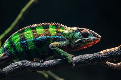 Close-up of lizard on tree