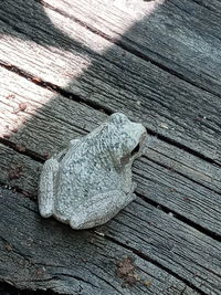 High angle view of lizard on wooden table