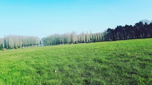 Scenic view of field against clear sky