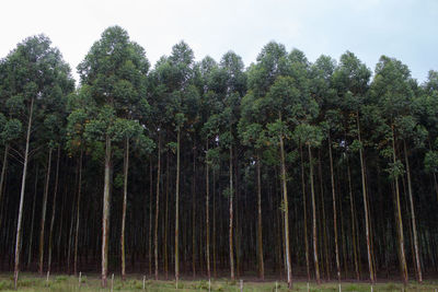 Trees growing in forest against sky