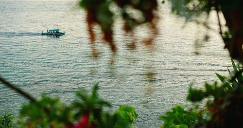 Boats sailing on tree by water