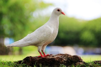 Close-up of bird perching on a plant