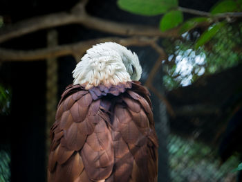 Close-up of eagle perching on branch in zoo