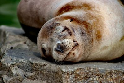 Close-up of animal sleeping on rock