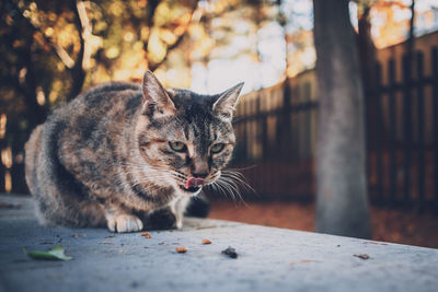 Close-up of a cat looking away