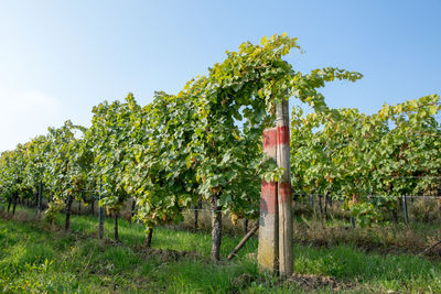 View of vineyard against sky