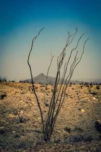 Dead tree on field against sky