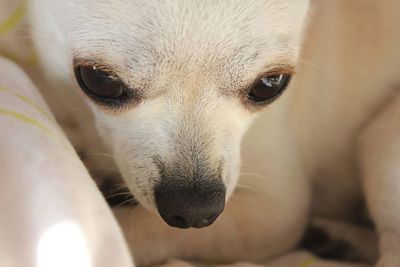 Close-up portrait of a dog