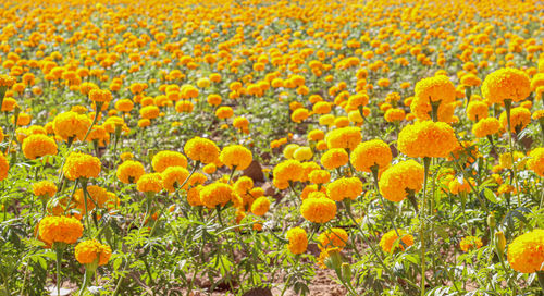 Fresh yellow flowers in field