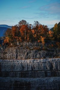 Trees against sky during autumn