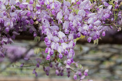Close-up of purple flowering plants