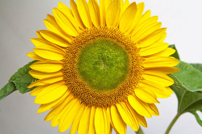 Close-up of yellow sunflower