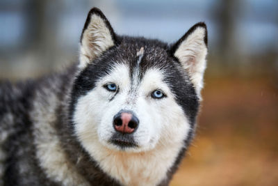 Close-up portrait of a dog