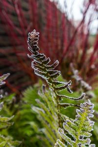 Close-up of plant during winter