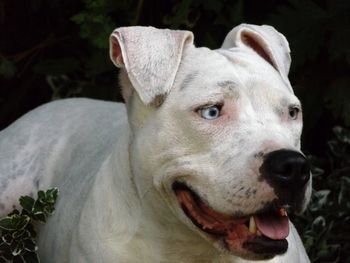 Close-up portrait of dog