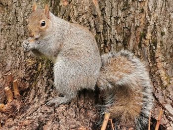 Close-up of squirrel on tree trunk