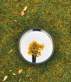 Yellow flowers in the mirror with a green background