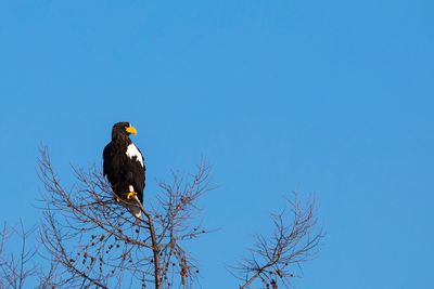 Low angle view of bird perching on branch against blue sky