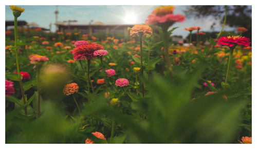Close-up of pink flowering plants