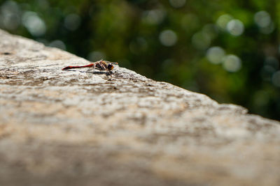 Close-up of ant on rock