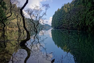 Reflection of trees in lake