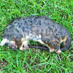 Dog sleeping on grassy field