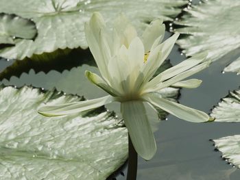 Close-up of water drops on plant