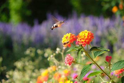 Close-up of butterfly pollinating on flower