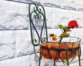 Potted plants on the wall