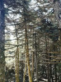 Trees in forest during winter