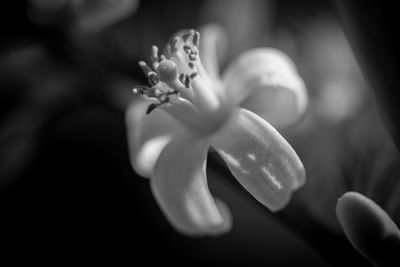 Close-up of flowering plant