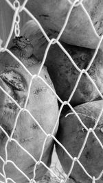 Close-up of chainlink fence