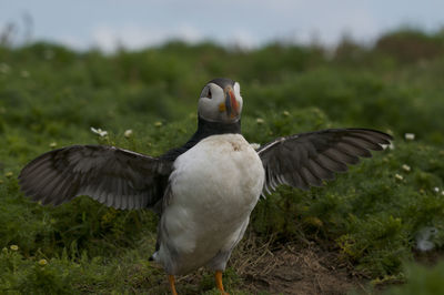 Close-up of a bird flying over a field