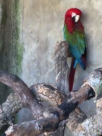 Close-up of parrot perching on tree trunk