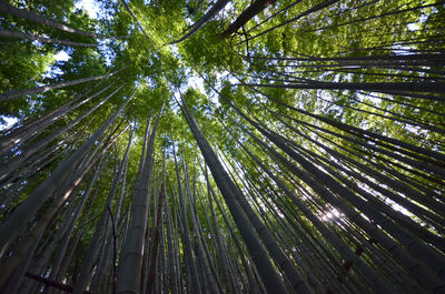 Low angle view of tall trees in the forest