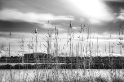 Grass on field against sky