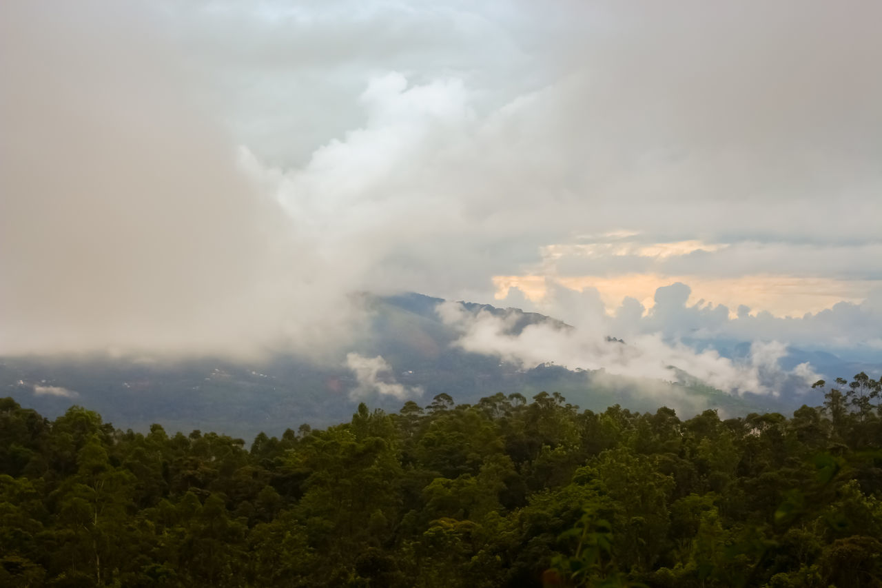 SCENIC VIEW OF FOREST