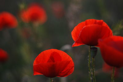 Close-up of red poppy tulip