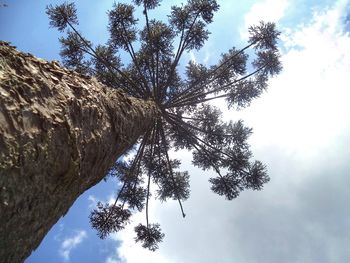 Low angle view of tree against sky