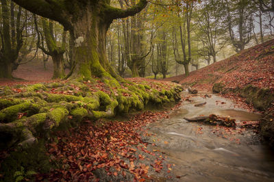 Hayedo de otzarreta near bilbao, spain. magical place especially in autumn.