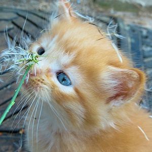 Close-up of a cat looking away