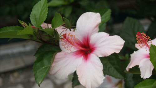 Close-up of pink hibiscus flower