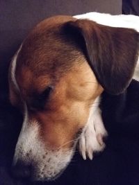 Close-up of dog sleeping