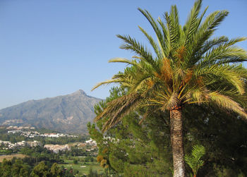 Palm trees against sky