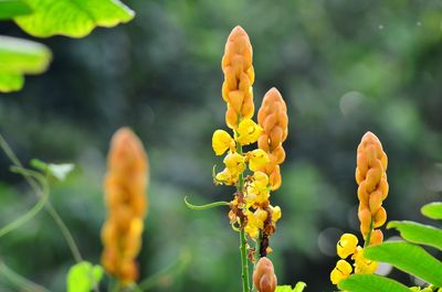 Close-up of yellow flowering plant